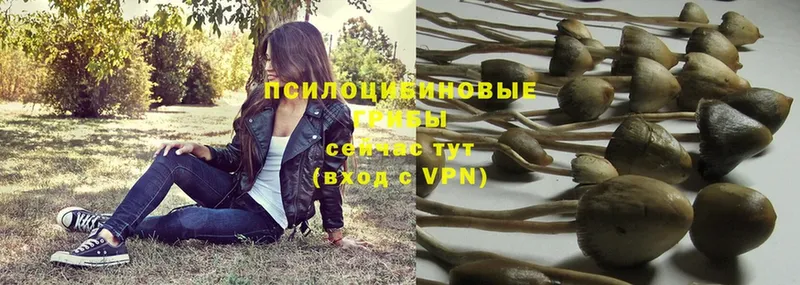 Галлюциногенные грибы Psilocybe  Лаишево 